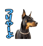 静岡弁☆わんこ（個別スタンプ：27）