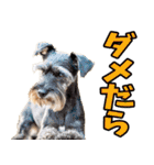 静岡弁☆わんこ（個別スタンプ：29）