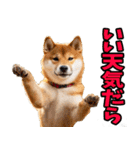 静岡弁☆わんこ（個別スタンプ：31）