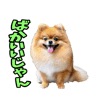 静岡弁☆わんこ（個別スタンプ：32）