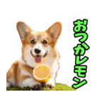 静岡弁☆わんこ（個別スタンプ：36）