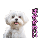 静岡弁☆わんこ（個別スタンプ：37）