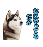 静岡弁☆わんこ（個別スタンプ：38）