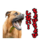 静岡弁☆わんこ（個別スタンプ：40）