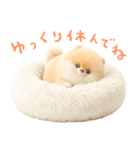 ふわふわぽぽちのやさしいスタンプ（個別スタンプ：11）