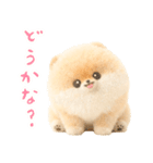 ふわふわぽぽちのやさしいスタンプ（個別スタンプ：21）