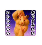 踊る！横揺れ界隈キンクマハムスター1（個別スタンプ：6）