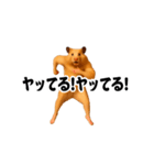 踊る！横揺れ界隈キンクマハムスター1（個別スタンプ：10）
