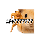 踊る！横揺れ界隈キンクマハムスター1（個別スタンプ：19）