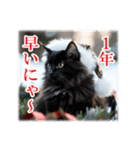 師走のにゃんこ♥年始もあり◎（個別スタンプ：3）