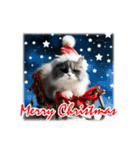 師走のにゃんこ♥年始もあり◎（個別スタンプ：4）
