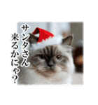 師走のにゃんこ♥年始もあり◎（個別スタンプ：5）