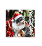 師走のにゃんこ♥年始もあり◎（個別スタンプ：7）