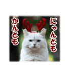 師走のにゃんこ♥年始もあり◎（個別スタンプ：10）