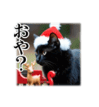 師走のにゃんこ♥年始もあり◎（個別スタンプ：15）