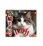 師走のにゃんこ♥年始もあり◎（個別スタンプ：16）