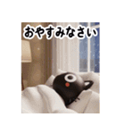 猫が好き♡18飛び出す❄️冬正月クリスマス（個別スタンプ：12）