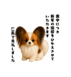 午年パピヨンの冬＆年末年始スタンプ（個別スタンプ：18）