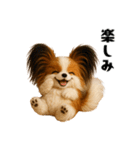 午年パピヨンの冬＆年末年始スタンプ（個別スタンプ：36）