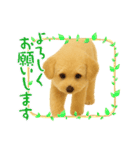 ポメプー(ポメラニアン×プードル)の毎日（個別スタンプ：4）