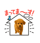 ポメプー(ポメラニアン×プードル)の毎日（個別スタンプ：7）
