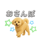 ポメプー(ポメラニアン×プードル)の毎日（個別スタンプ：8）