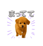 ポメプー(ポメラニアン×プードル)の毎日（個別スタンプ：11）