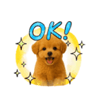 ポメプー(ポメラニアン×プードル)の毎日（個別スタンプ：12）