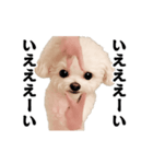 踊る！横揺れ界隈トイプードル22（個別スタンプ：2）