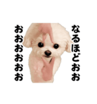 踊る！横揺れ界隈トイプードル22（個別スタンプ：8）