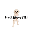 踊る！横揺れ界隈トイプードル22（個別スタンプ：10）