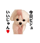 踊る！横揺れ界隈トイプードル22（個別スタンプ：23）