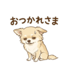 ゆるふわ癒し♪クリームチワワ（個別スタンプ：1）
