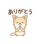 ゆるふわ癒し♪クリームチワワ（個別スタンプ：5）