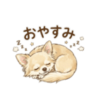 ゆるふわ癒し♪クリームチワワ（個別スタンプ：8）