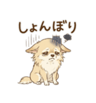 ゆるふわ癒し♪クリームチワワ（個別スタンプ：12）