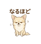 ゆるふわ癒し♪クリームチワワ（個別スタンプ：14）