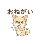 ゆるふわ癒し♪クリームチワワ（個別スタンプ：16）
