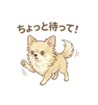 ゆるふわ癒し♪クリームチワワ（個別スタンプ：19）