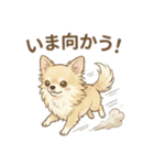 ゆるふわ癒し♪クリームチワワ（個別スタンプ：20）