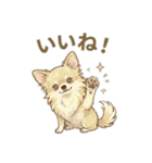 ゆるふわ癒し♪クリームチワワ（個別スタンプ：24）