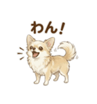 ゆるふわ癒し♪クリームチワワ（個別スタンプ：30）