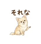 ゆるふわ癒し♪クリームチワワ（個別スタンプ：31）