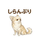 ゆるふわ癒し♪クリームチワワ（個別スタンプ：32）