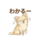 ゆるふわ癒し♪クリームチワワ（個別スタンプ：33）