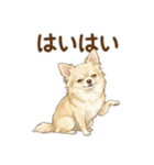 ゆるふわ癒し♪クリームチワワ（個別スタンプ：34）