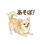 ゆるふわ癒し♪クリームチワワ（個別スタンプ：35）