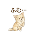 ゆるふわ癒し♪クリームチワワ（個別スタンプ：36）