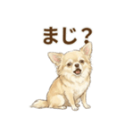 ゆるふわ癒し♪クリームチワワ（個別スタンプ：37）