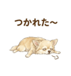 ゆるふわ癒し♪クリームチワワ（個別スタンプ：38）